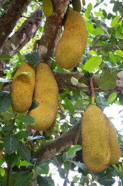 yeşil yaprakları ile ağaç üzerinde büyüyen durian meyve