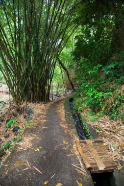 Ormanın güzel manzarası 