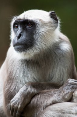 Beyaz kuyruklu bir makağı kapatın.