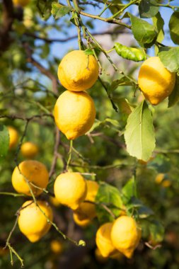 Olgun limonlar gün ışığında ağaç dallarında büyür.
