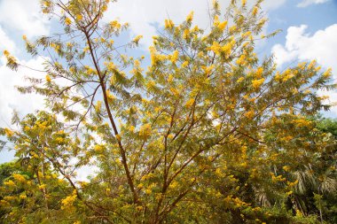 Güzel sonbahar yaprakları, bitki örtüsü ve doğa