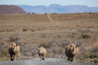 Kara gergedan, Diceros bicornis, Karoo çölü vadisinde alçak çalılıklarda yürüyor.