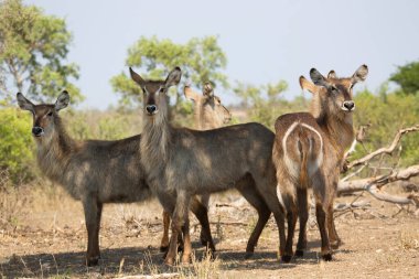 Savanadaki bir grup vahşi geyik.  