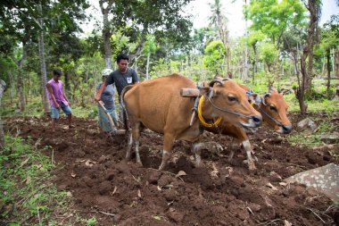Tarlada çalışan hayvanlarla çiftçi.