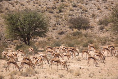 Springfield, Antidorcas Marsupialis, çölün kuru otlaklarında yürüyor ve otluyor.