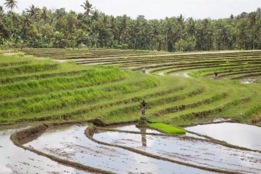 Çeltik tarlaları ya da pirinç bitkilerinin yetiştiği Sawa arazisi
