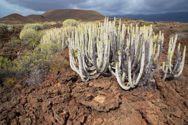 Kaktüs bitkileriyle volkanik vadi manzarası