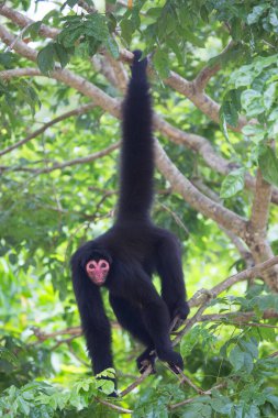 Ormandaki maymun, doğal yaşam alanı 