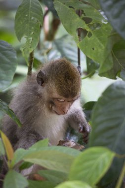 Yengeç yiyen ya da uzun kuyruklu macaque, Macaca fascicularis, bölgeyi rahatça gözlemliyor.