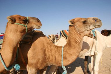 Yükün canavarı Dromedary, Camelus dromedarius, Sahra Çölü 'nde nakliye işini yapıyor.