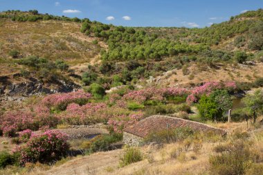 Akdeniz bölgesindeki zakkum ağaçları