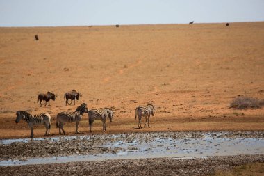 Dağ zebrası, Equus zebrası açık çayırlarda ayakta ve otluyor.