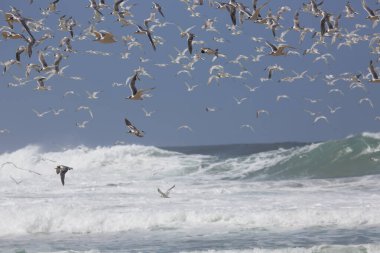 Thalasseus bergii, kıyı şeridine yakın okyanusun üzerinde uçan daha büyük bir ibikli ya da çevik deniz kestanesi sürüsüdür.