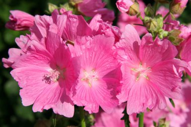 Bahçedeki güzel pembe çiçekler