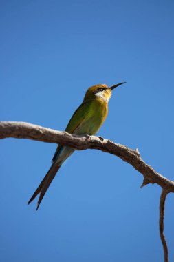 Kırlangıç kuyruklu arı yiyici, Merops hirundineus
