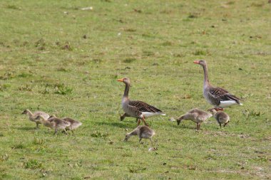 Greylag kaz ailesi, anser anser anser, otların arasında yürüyen ve otlayan