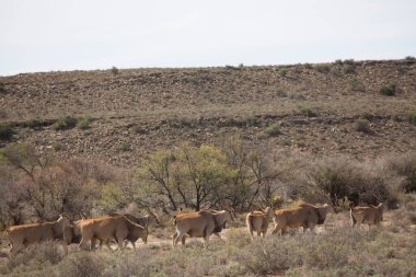 Büyük Kudu, yayılım gösterir: strepsiceros