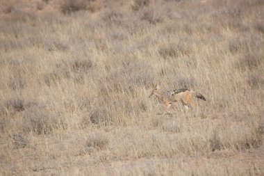 Siyah sırtlı çakal Canis mesomelas, Kalahari Çölü 'nün çayırlarını ve çayırlarını gözlüyor.