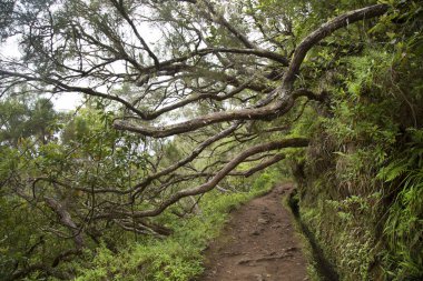 Ormandaki güzel yol manzarası