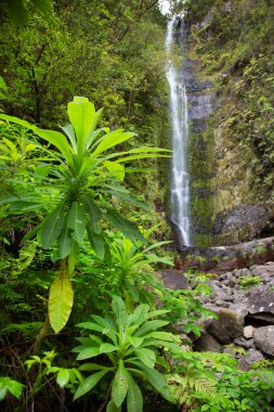 büyük şelale orman
