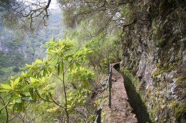 Ormandaki güzel yol manzarası