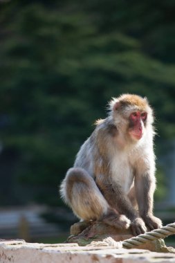 Japon makağı, Macaca fuscata, etrafa bakıyor.