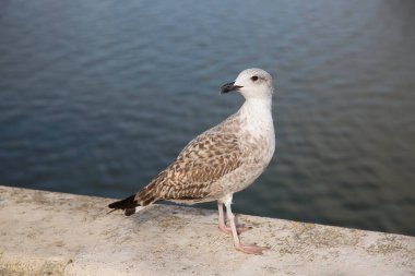 Martı nehir kıyısındaki köprüye tünedi.