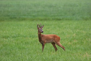 Vahşi doğadaki geyik manzarası
