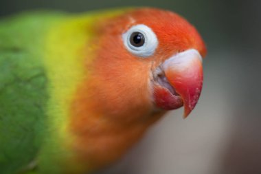 Renkli aşk kuşu agapornis balıkçılığı tüneyerek 