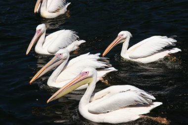 Nehir üzerindeki pelikanlar (Pelecanus onocrotalus)