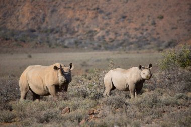 Kara gergedan, Diceros bicornis, Karoo çölü vadisinde alçak çalılıklarda yürüyor.