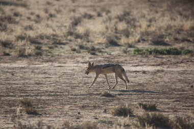 Siyah sırtlı çakal Canis mesomelas, Kalahari Çölü 'nün çayırlarını ve çayırlarını gözlüyor.