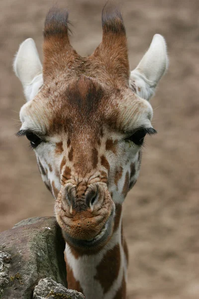 Jeune Girafe Dans Zoo — Photo