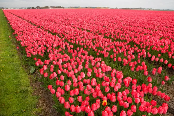 Schöne Rosa Tulpen Auf Dem Feld — Stockfoto