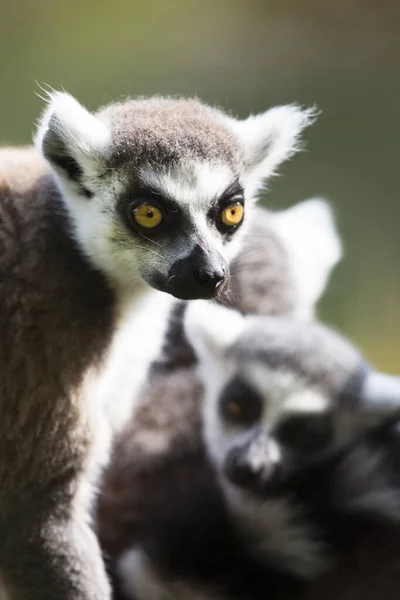 Närbild Vitstjärtad Lemur — Stockfoto