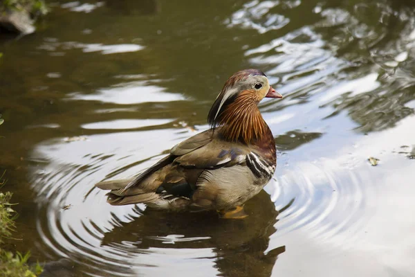 Bellissimo Uccello Acqua — Foto Stock