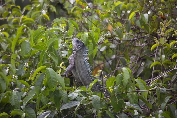 Egy Iguana Állatkertben — Stock Fotó