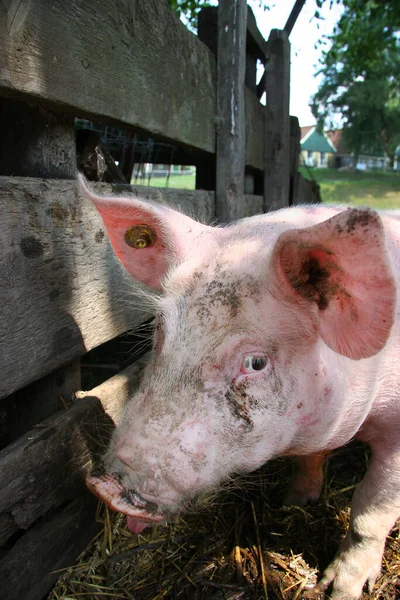 Свинья Ферме — стоковое фото