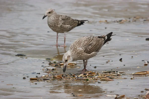 Een Meeuw Het Strand — Stockfoto