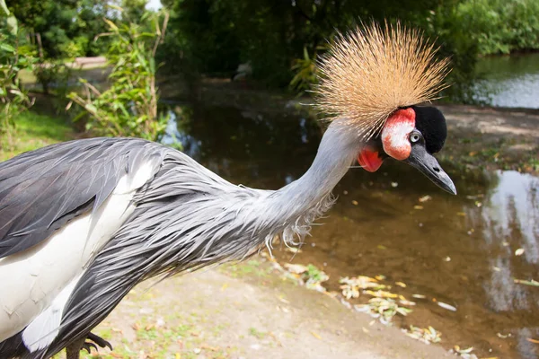 灰色の冠鶴の頭部と首のクローズアップ バレアリカ規制所 — ストック写真