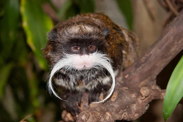 Macaco do sagui de Mico foto de stock. Imagem de pequeno - 27630008