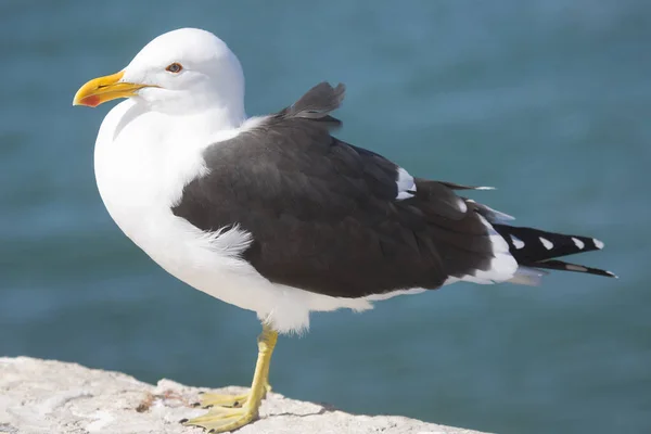 Closeup Cabo Gaivota Kelp Larus Sobre Rocha — Fotografia de Stock