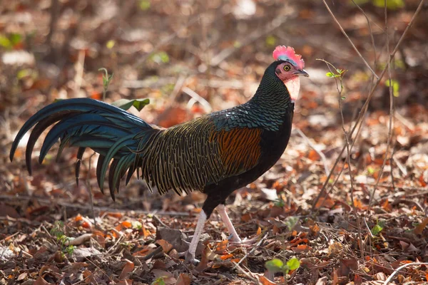 Beautiful Rooster Forest — Stock Photo, Image