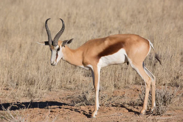 Springbok Antidorcas Marsupialis Caminando Pastando Las Praderas Secas Del Desierto —  Fotos de Stock