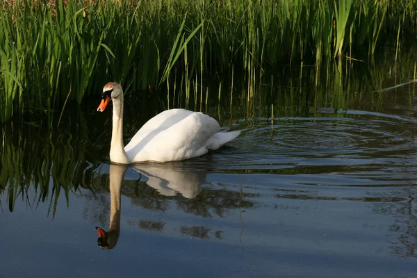 Cigno Bianco Sul Lago — Foto Stock