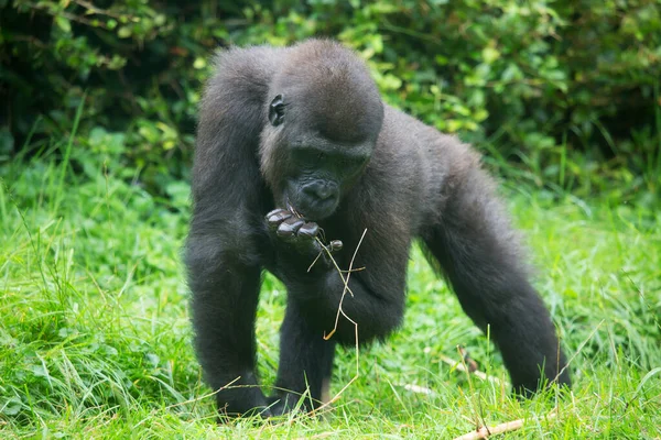 Gorilla Zoo Natürlicher Lebensraum — Stockfoto