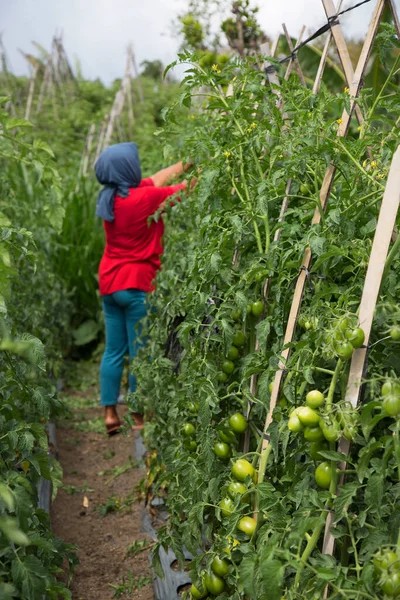 Woman Harvesting Ripe Tomatoes — Stock Photo, Image