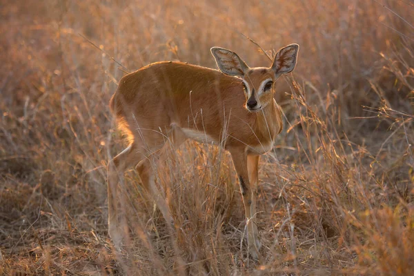 Steenbok Raphicerus Campestris Alerted Listening Possible Danger Tall Grass Sunset — Stock Photo, Image