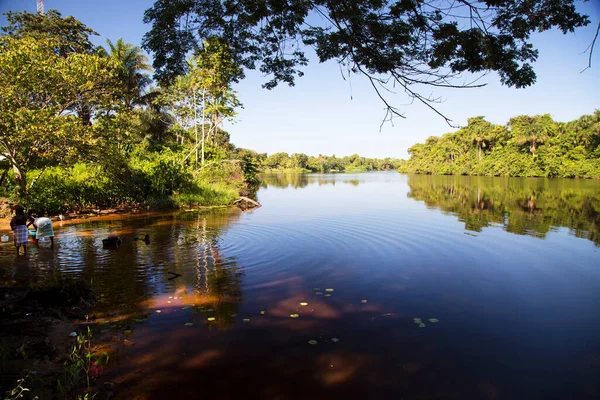 Belle Vue Sur Verdure Rivière Jungle — Photo