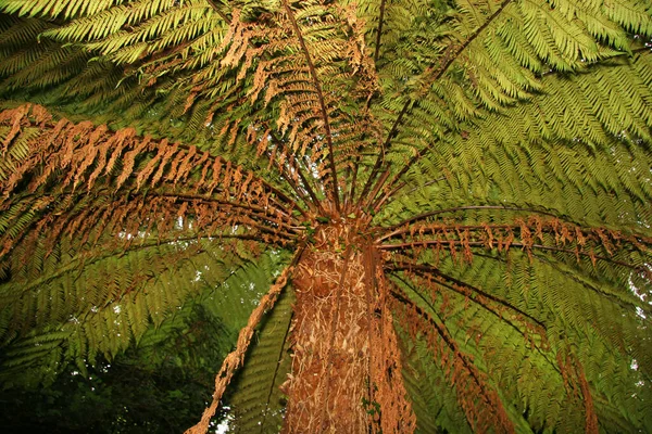 Feuilles Fougère Verte Vue Rapprochée — Photo